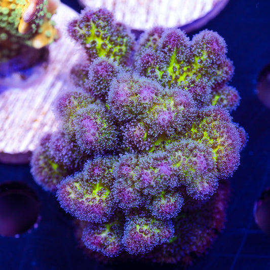 CC Royale Pocillopora