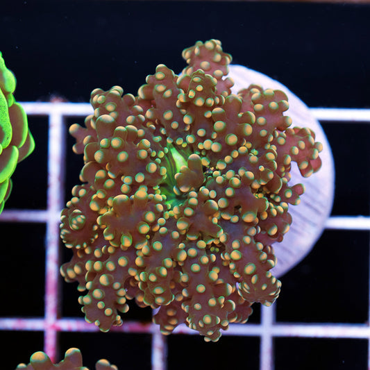 Ultra Yaeyamaensis Frogspawn #2