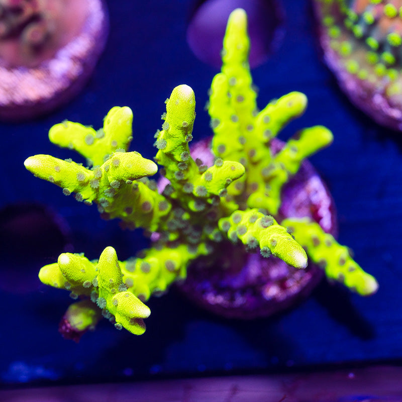 Bioreef Anacropora