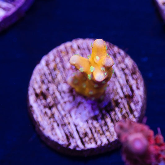 RRC Tropicana #2
