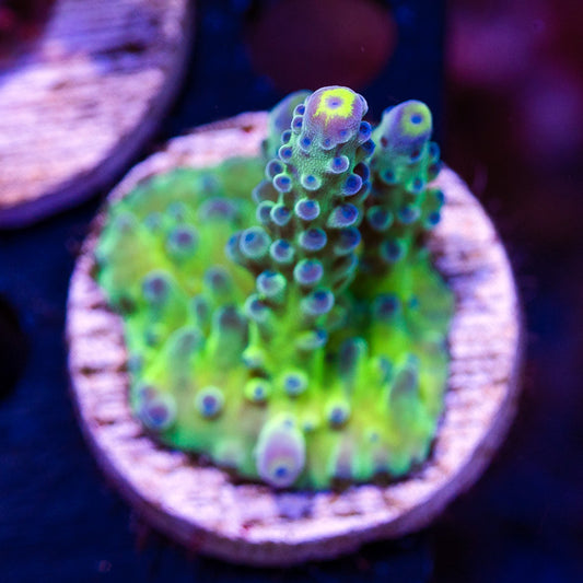 WWC Yellow Tip