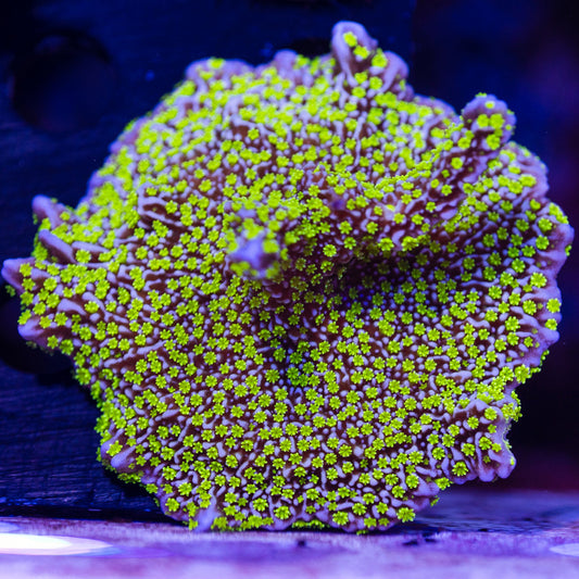 Tubbs Stellata Monti