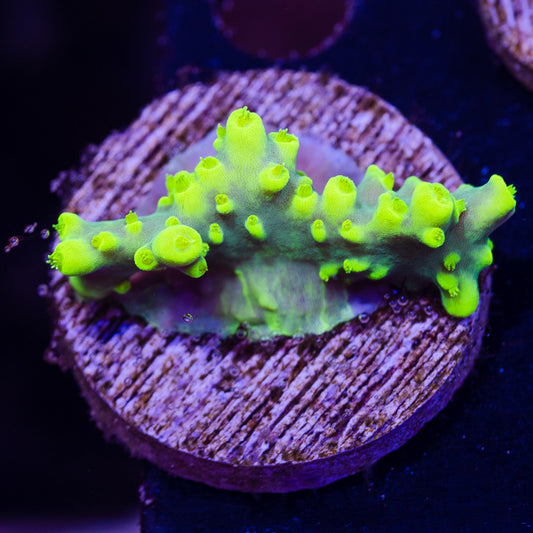 CC Retina Blaster Suharsoni #1