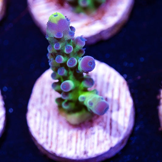 WWC Yellow Tip #1