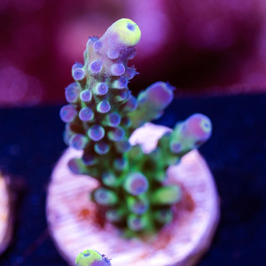 WWC Yellow Tip #2