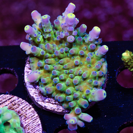 WWC Yellow Tip XL