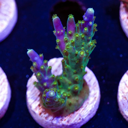 Ultimate Frags Bonsai #1