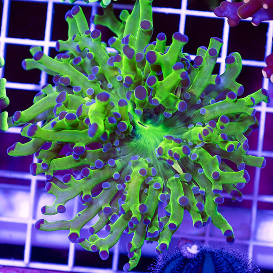 Blu Tip Frogspawn