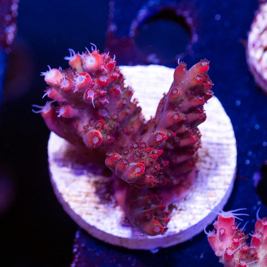 CC Red Oxide #2