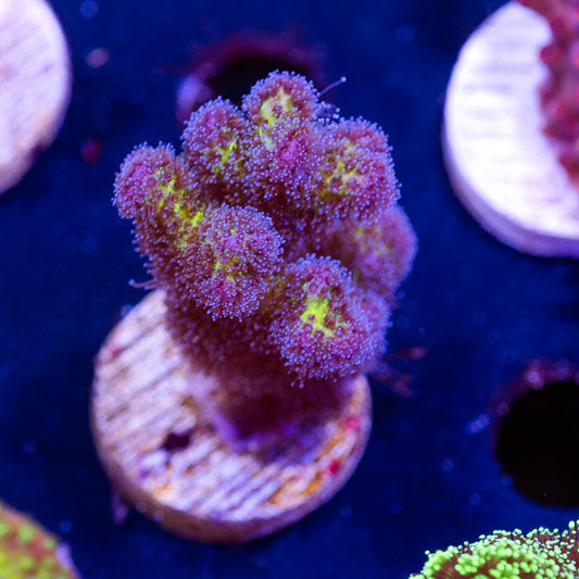 CC Royale Pocillopora