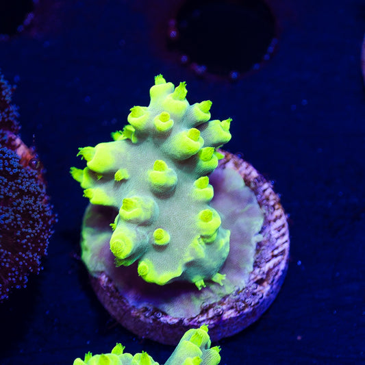 CC Retina Blaster Suharsoni #1