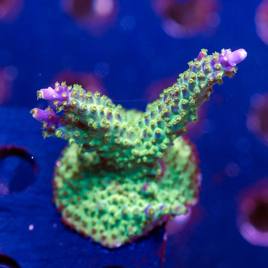 Ultimate Frags Bonsai