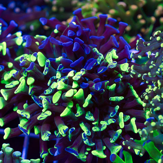 CC Bicolor Splatter Hammer #2