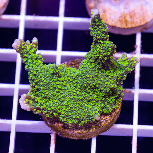 Green Polyp Tubbs Stellata Monti #1