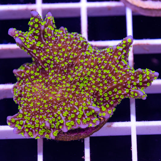 Tubbs Stellata Monti