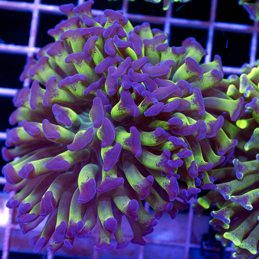 Ultra Green Stem Hammer