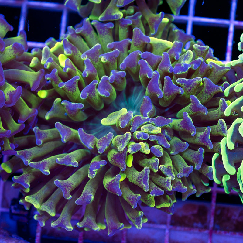 Aussie Highlighter Splatter Hammer #2