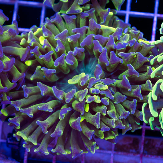 Aussie Highlighter Splatter Hammer #2