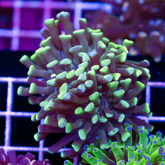 Green Tip Hammer