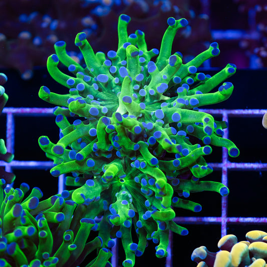 Blu Tip Frogspawn #1