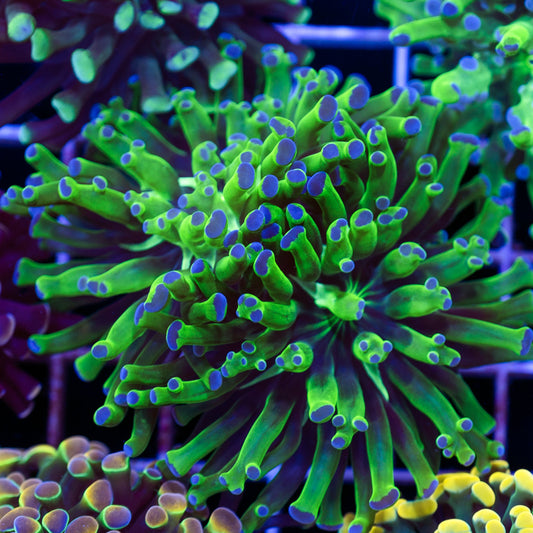 Blu Tip Frogspawn #2