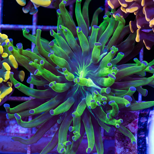 Blu Tip Frogspawn #3