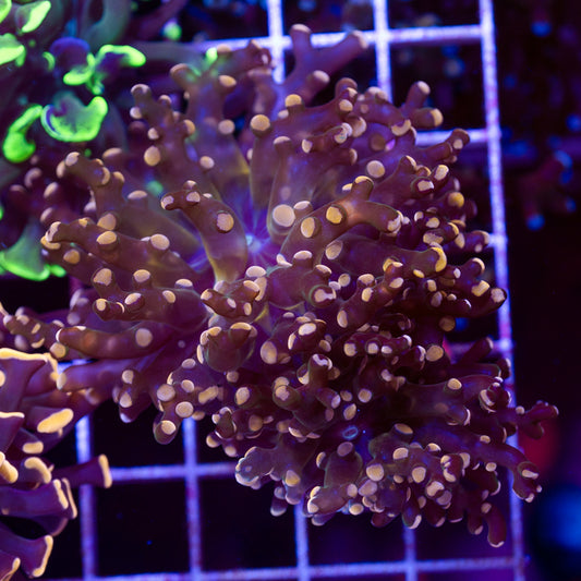 CC Ultra Frogspawn