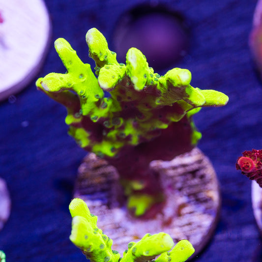 Bioreef Anacropora
