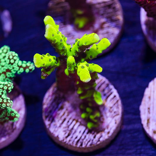 Bioreef Anacropora