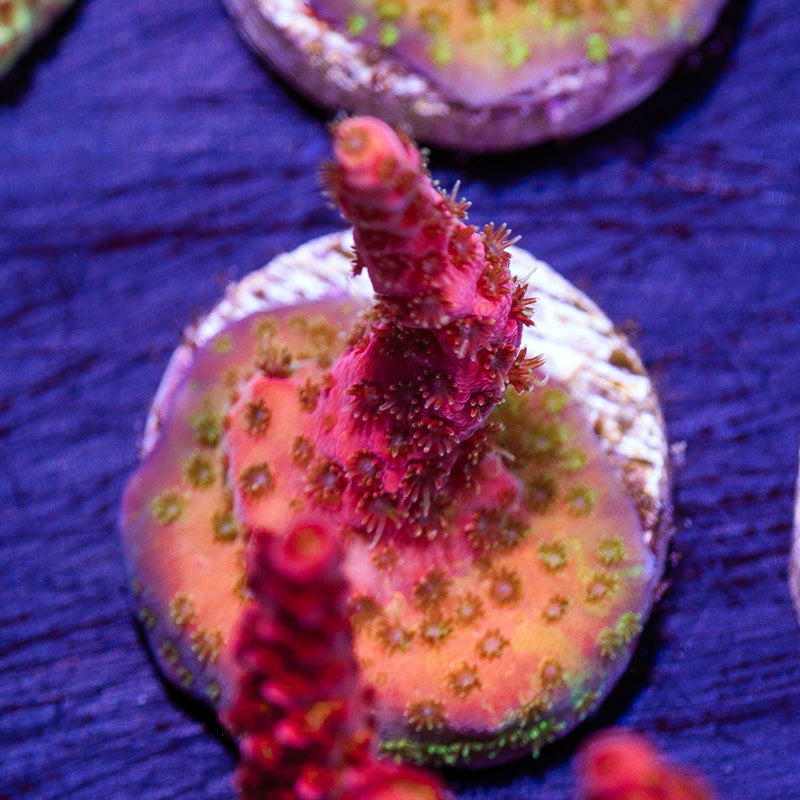 WWC Pink Passion #1