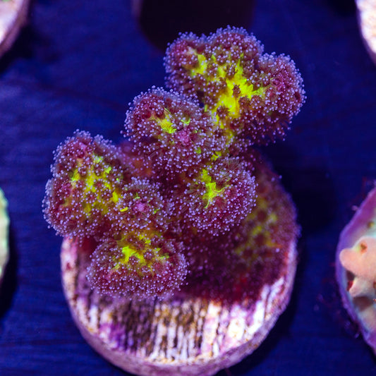 CC Royale Pocillopora