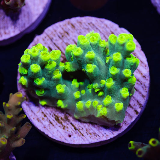 CC Retina Blaster Suharsoni