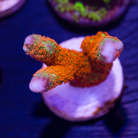 Emerald Fire Digitata