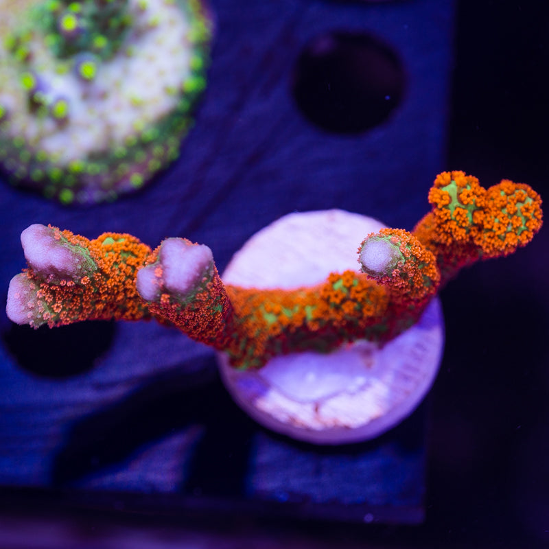 Emerald Fire Digitata