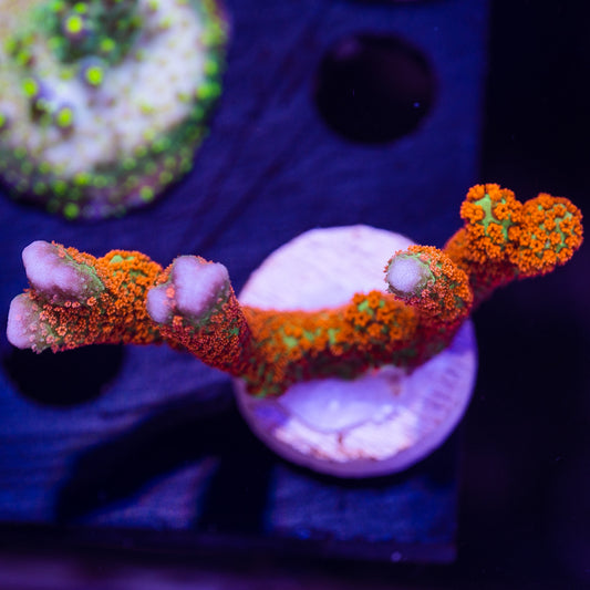Emerald Fire Digitata