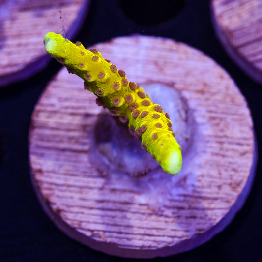 RRC Goldenrod