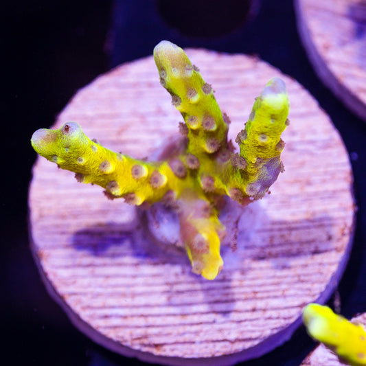 RRC Goldenrod