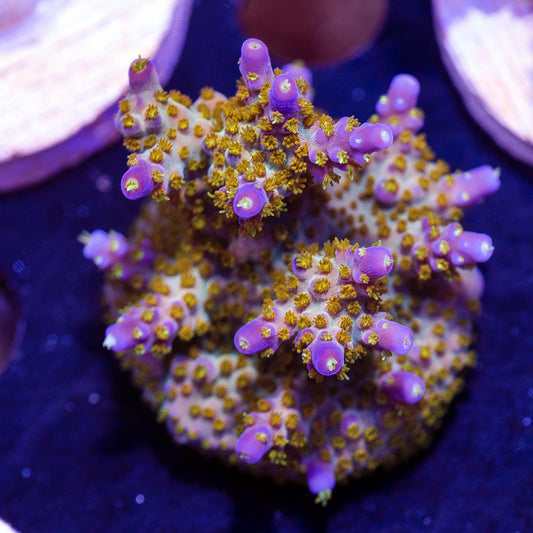 Tyree LE Merlin Staff Micro Colony!