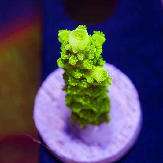 OG Green Bali Slimer #1