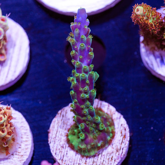 Ultimate Frags Bonsai