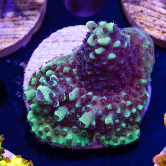 ORA German Blue Polyp Acro