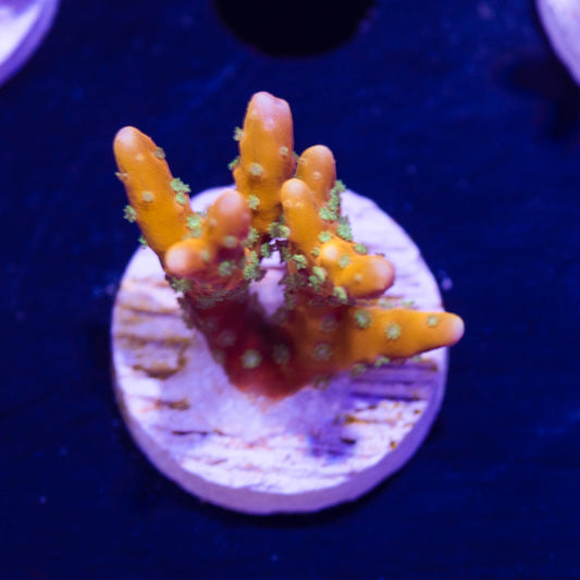 RRC Tropicana #1