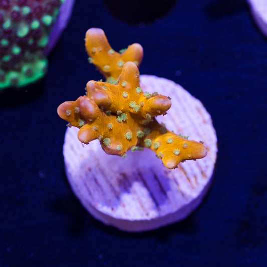 RRC Tropicana #2