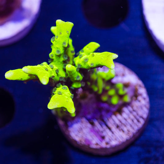 Bioreef Anacropora