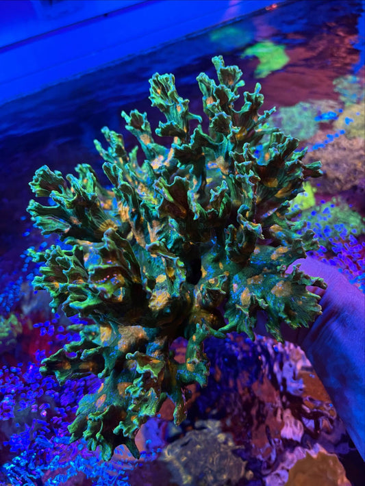 Space Invader Pectinia Frag - Cyber Monday Deal!