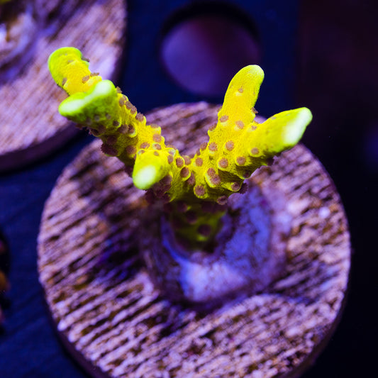 RRC Goldenrod #2
