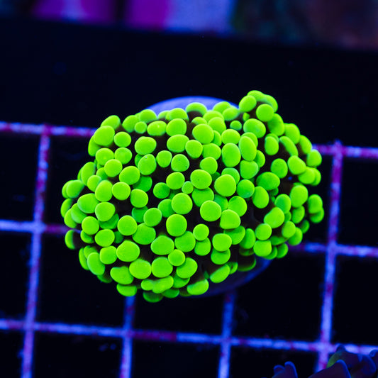 CC Ultra Neon Green Hammer