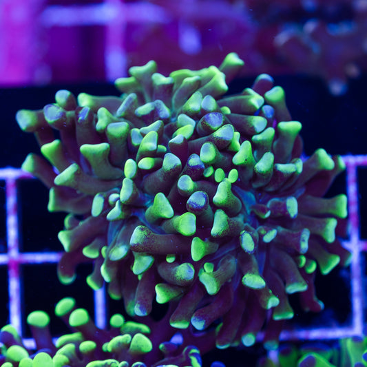 Green Tip Hammer