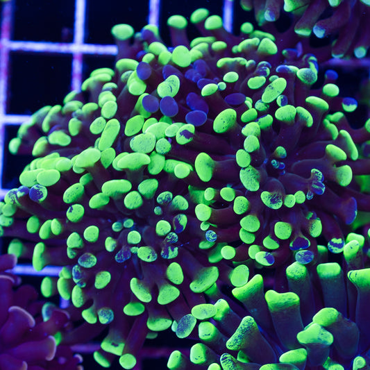CC Green Splatter Hammer #1
