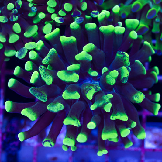 CC Green Splatter Hammer #2